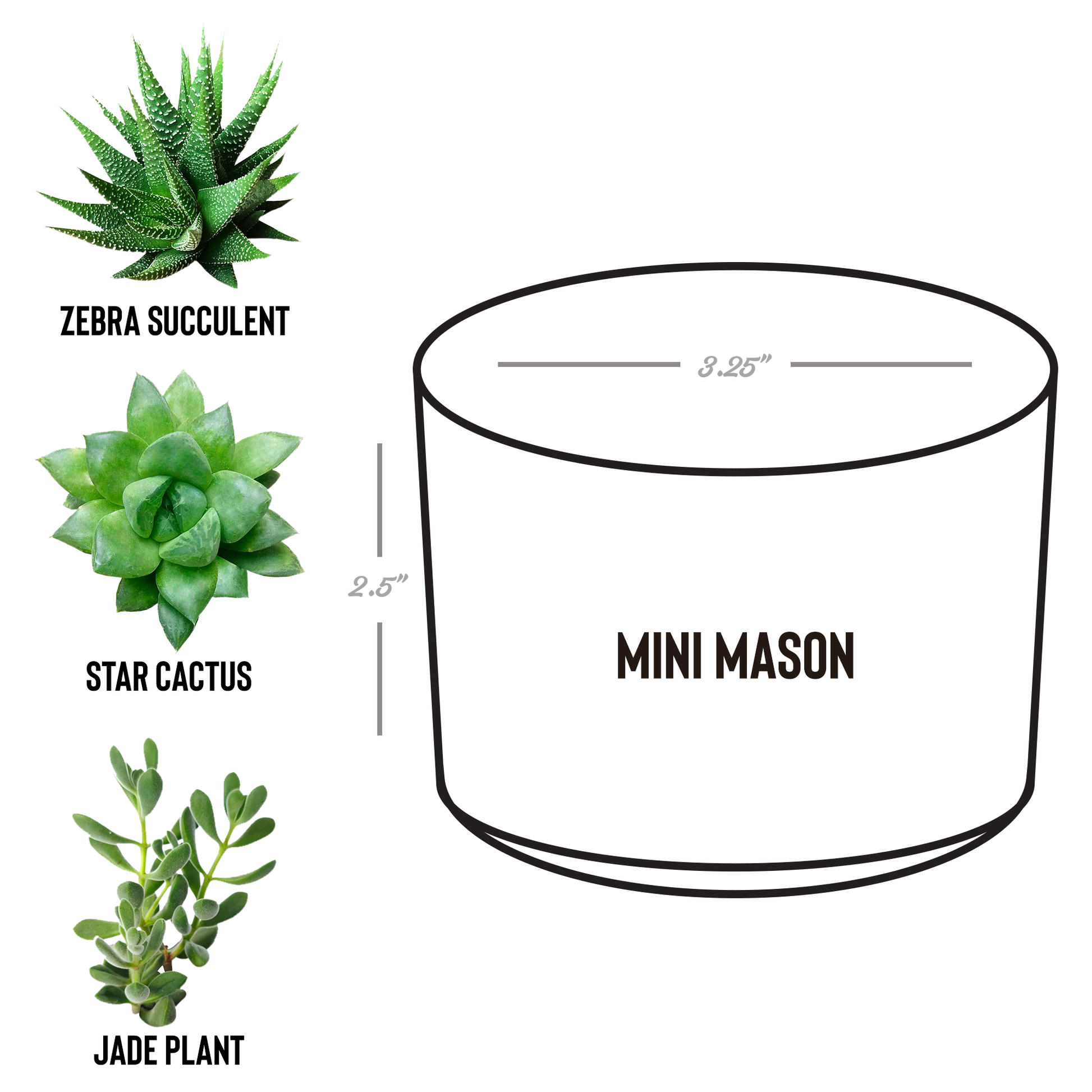 AutumnCollective_Desk_Plant_Mason_Spec_Mockup.png