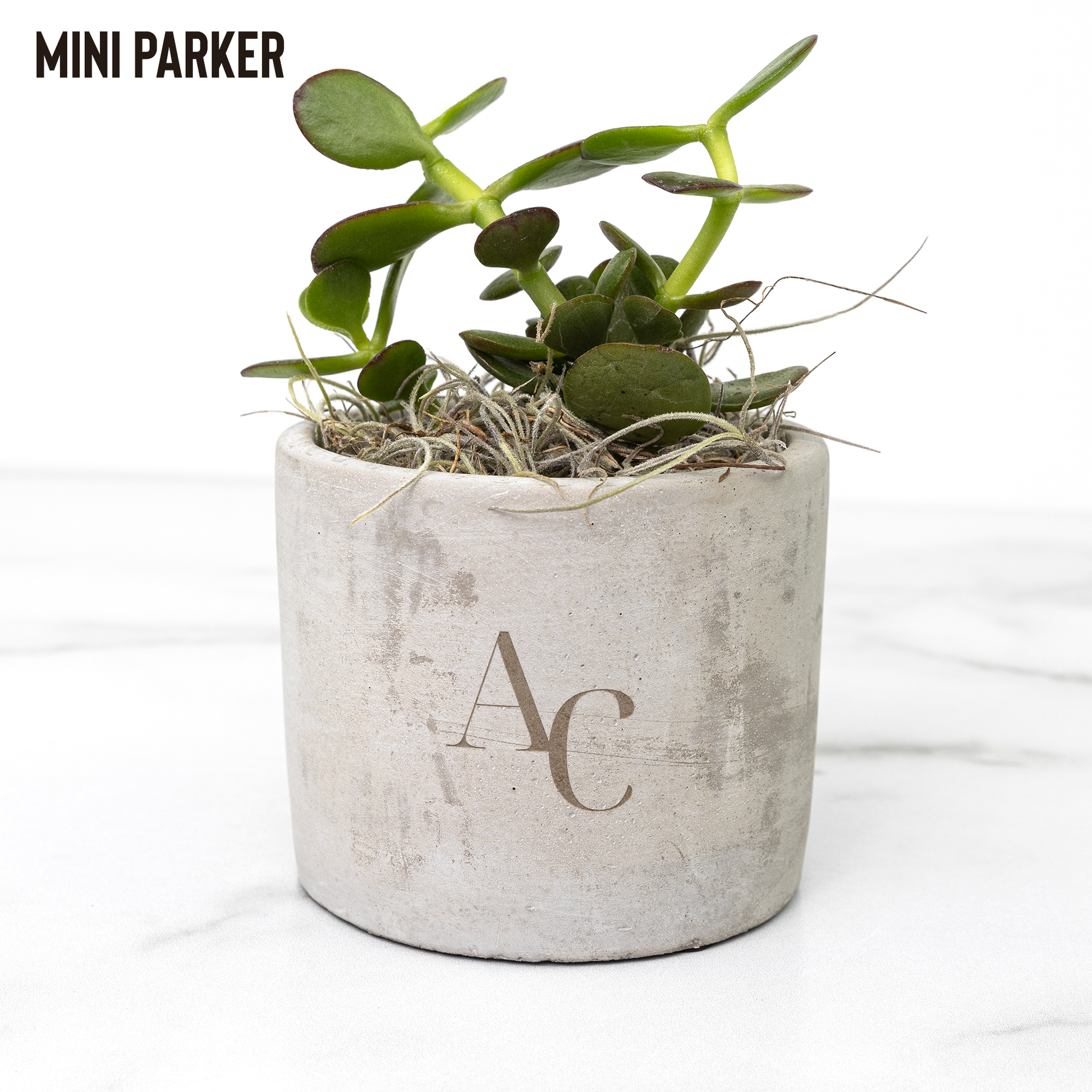 succulent desk plant AutumnCollective Desk Plants (Succulents) – AutumnCollectiveUS