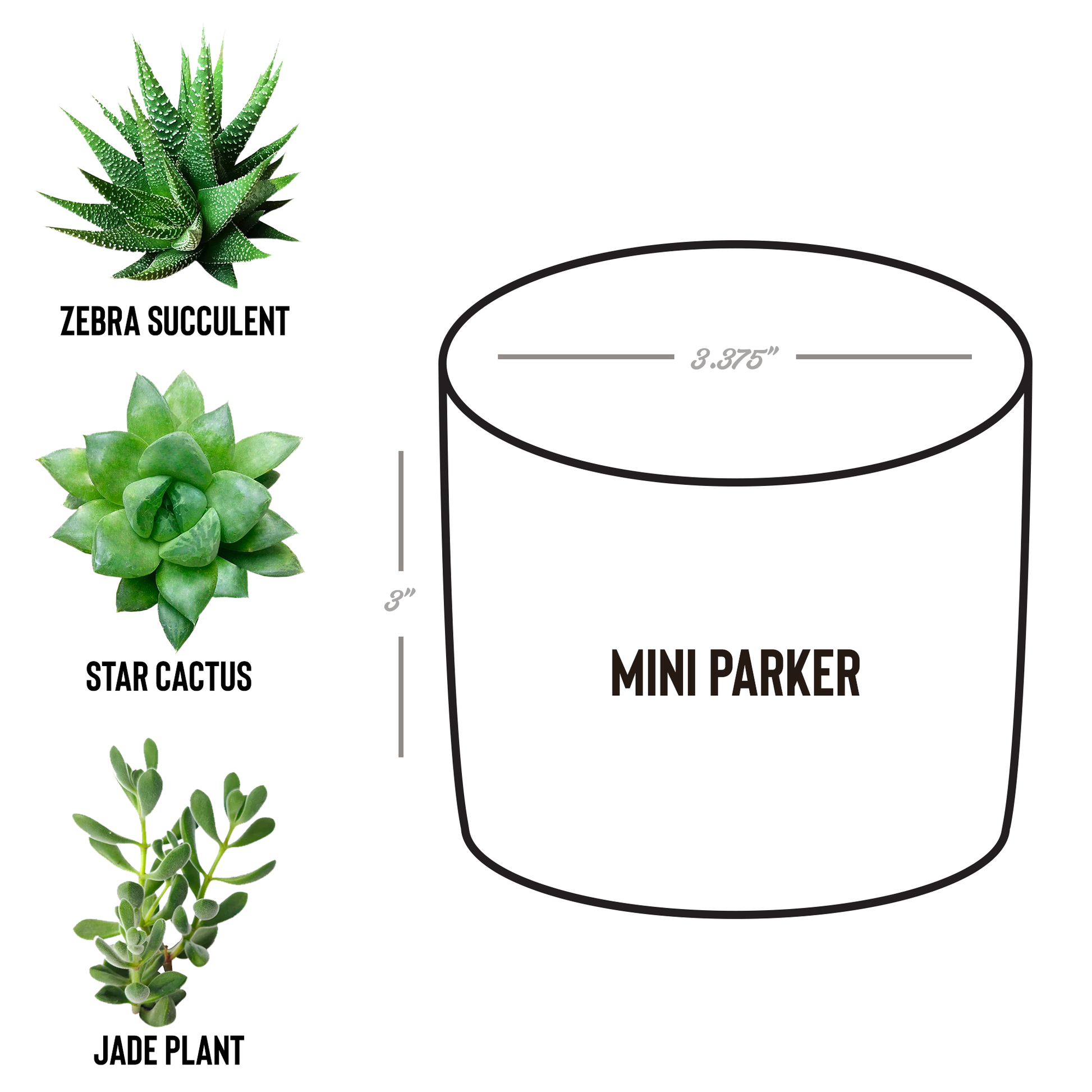 AutumnCollective_Desk_Plant_Parker_Spec_Mockup.png