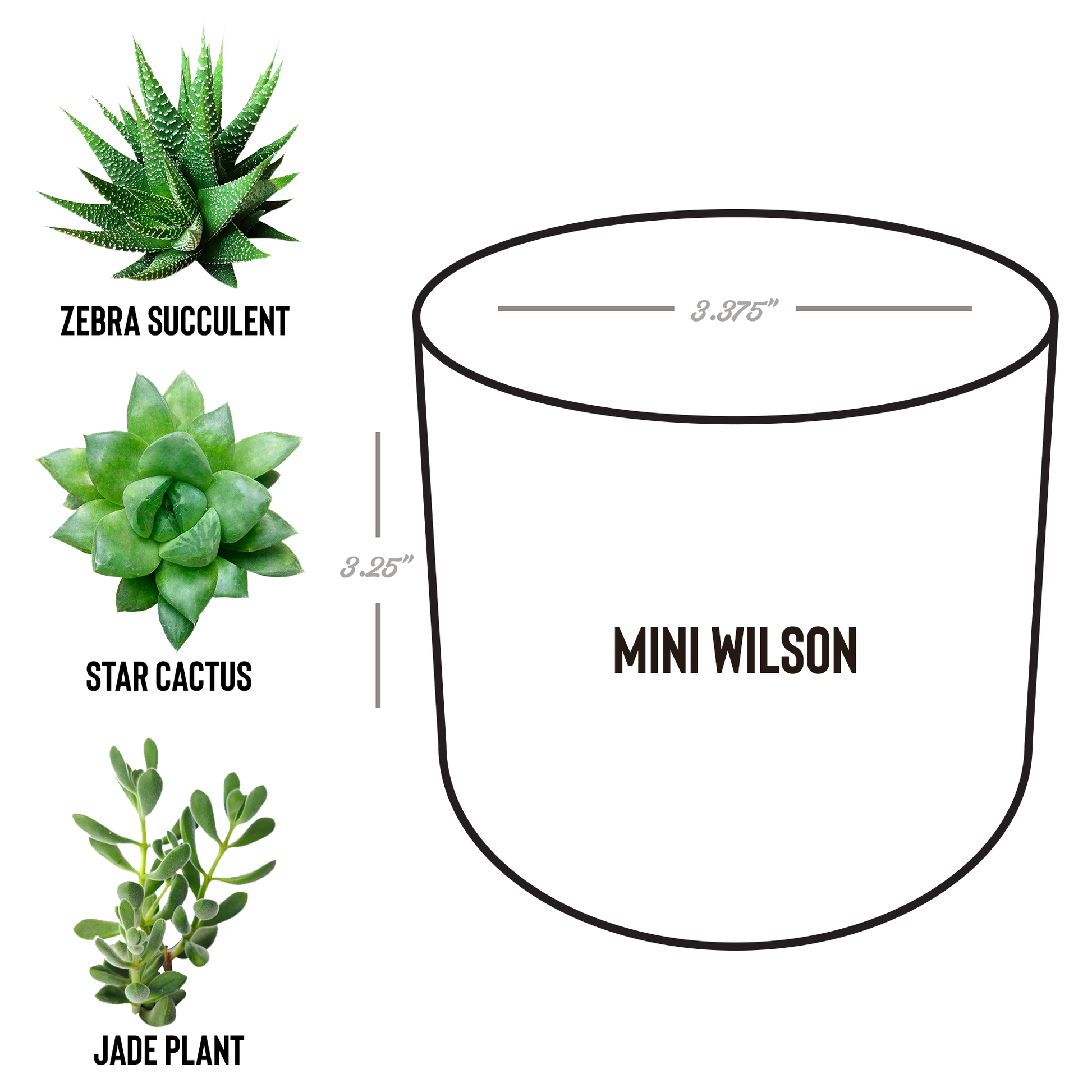 AutumnCollective_Desk_Plant_Wilson_Spec_Mockup.png